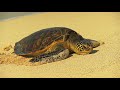 HAWAIIAN MUSIC Relaxing Ukulele Acoustic Guitar Playlist Hawaii Songs Instrumental Folk Musica