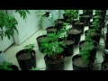 Grow Medical Cannabis The Easy Way