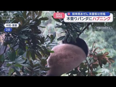 重慶動物園の木登りパンダ事故と安全対策 サムネイル