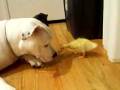 Perrito y Patito Perrito y Patito