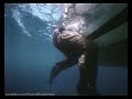 Alligator (1980) - Trailer