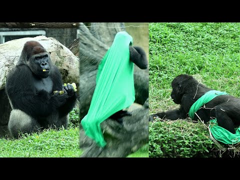 台北市立動物園のゴリラたちが見せるかわいい遊びと癒しの瞬間 サムネイル