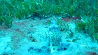 King Snake Eel