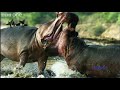 What a wonderful world LOUIS ARMSTRONG With David Attenborough BBC One