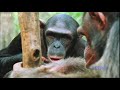 What a wonderful world LOUIS ARMSTRONG With David Attenborough BBC One