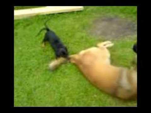 Dobermann attack Malinois