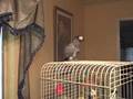 Reba, African Grey, Helps In The Kitchen