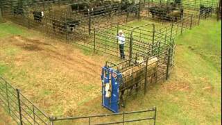 Best Tips to Handle Cattle the Small Herd Cattle Working Pens 2022