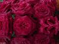Rose garden - Lynne Anderson