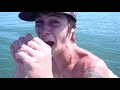 shark eats shark