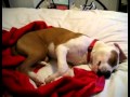Preslatki pas plače u snu