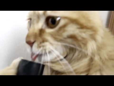 Cat licking vacuum cleaner
