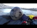 Curious Baby Elephant Seal