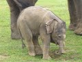 Cute baby elephant's first steps -and steps on his trunk! Hilarious video!