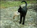 Cat and owl playing - Fum & Gebra - Perfect friendship!