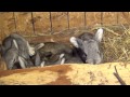 Very cute baby bunnies, amazing animals babies, funny rabbits pets
