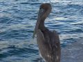 pelican pt 2