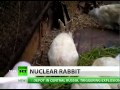 Fukushima mutant rabbit: Earless bunny born near radiation zone