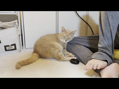 寒い季節に寄り添うひのき猫の癒し動画 サムネイル