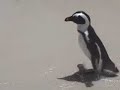 African Penguins, Boulders Beach, Cape Town - South Africa