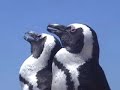 African Penguins, Boulders Beach, Cape Town - South Africa