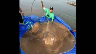 Biggest Stingray