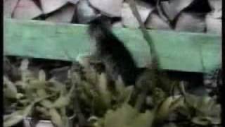 прикольные котики!!! прикольные котики!!!