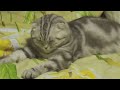 Funny Cats Compilation August 2013 | Funny Cute Cat/Kittens