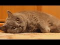 Funny Cats Compilation August 2013 | Funny Cute Cat/Kittens