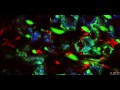 Movement of ER bodies in Arabidopsis cells movie clip
