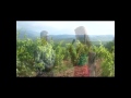 Vino i Vinogradarstvo - Barovo, Tikves Vinarija