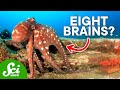 Octopuses Are Ridiculously Smart - 2016