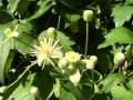Bach Flower Remedies - Clematis