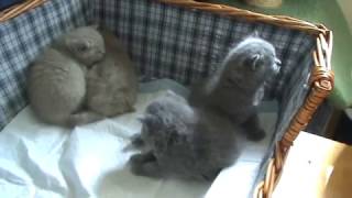 Милые малыши - британские котята. П-к Silvery Snow