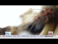 Peek inside a grizzly bear's mouth
