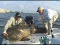 500 Pound Goliath Grouper Sea Bass Jewfish Fish Chew On This! Fishing