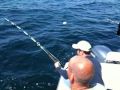 Sharking 5