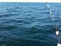 Sharking 5