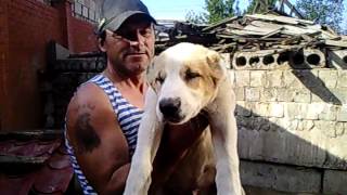 Щенки среднеазиатской овчарки, алабай.