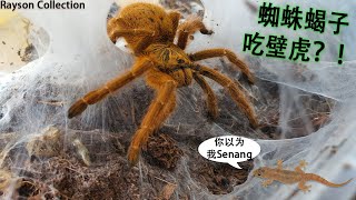 【封国第6天】蝎子吃壁虎？！😱 🦂 行动限制令期间发宠物视频 🕷 🕸Pet video during this Lockdown Period 🐍 🦎