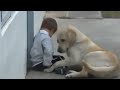 Perro Cuida al Niño - Impactante Video De Amor
