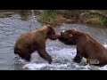 World's Deadliest - Grizzly Bear Attacks Prey