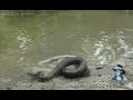 Giant Snake Attack 01, Python vs Human