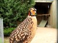 Разведение фазанов: Pheasant. Фазан.