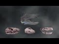 Facts Of Evolution (Cassiopeia Project)