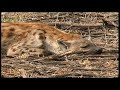 African Wildlife HD Part 2 - Kruger Park - South Africa Travel Channel
