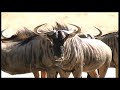 African Wildlife HD Part 2 - Kruger Park - South Africa Travel Channel