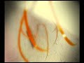 Bonobo - Flutter (HQ)