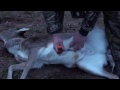 Hunting Fallow Deer for the Table