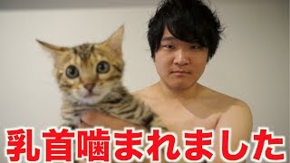 【悲報】子猫に乳首噛まれましたwwwwwww